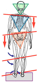 當身體某部位卡住、或無力,就會使用別的區塊來幫忙,是代償作用的基本概念。